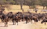 TANZANIA - Serengeti National Park - Migrazione Gnu - 04